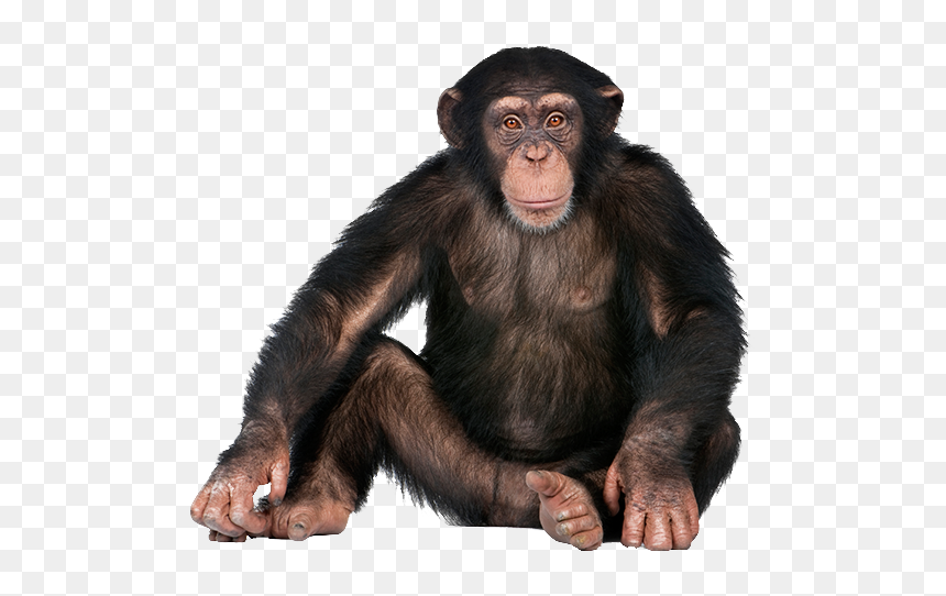 Imagen De Un Chimpancé, HD Png Download - monkey png