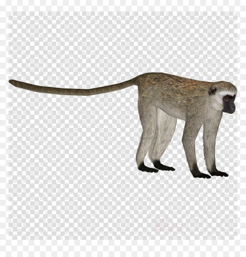 Transparent Background Moon Clip Art, HD Png Download - monkey png