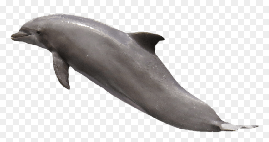 Lumba Lumba Png, Transparent Png - dolphin png