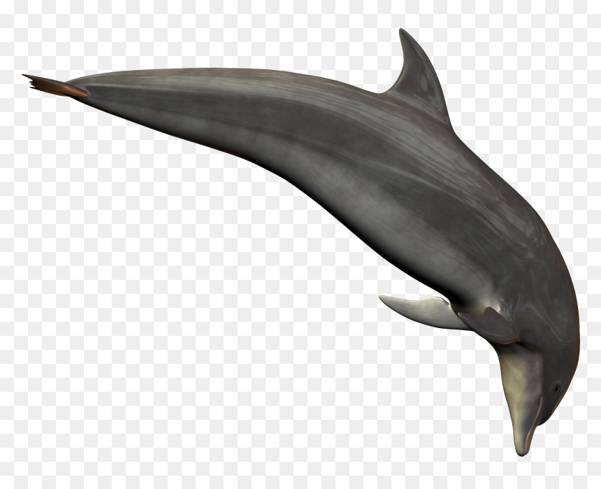 Dolphin Png Transparent, Png Download - dolphin png