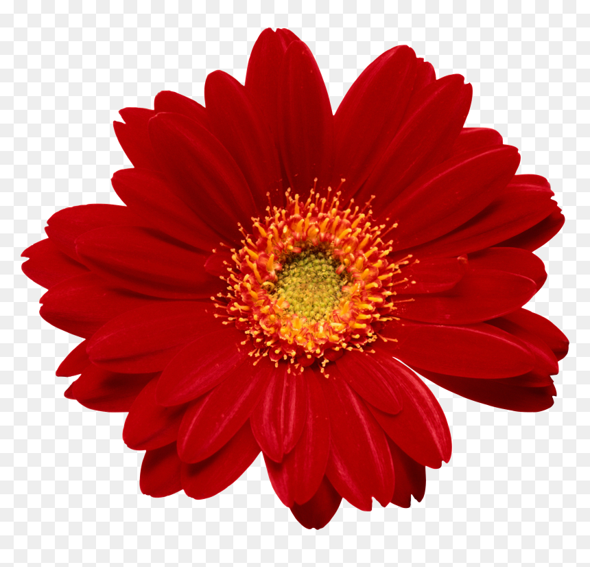 Flor Png, Transparent Png - flores png