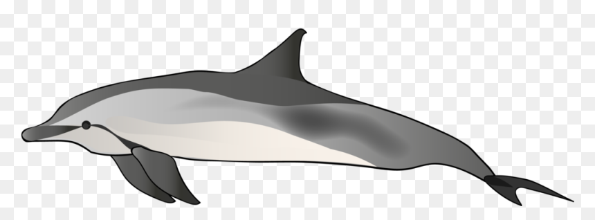 Common Bottlenose Dolphin, HD Png Download - dolphin png