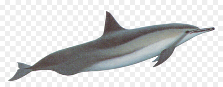 River Dolphin With Transparent Background, HD Png Download - dolphin png