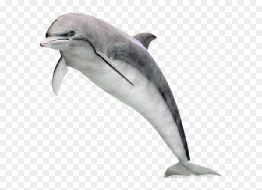 Dolphin, HD Png Download - dolphin png