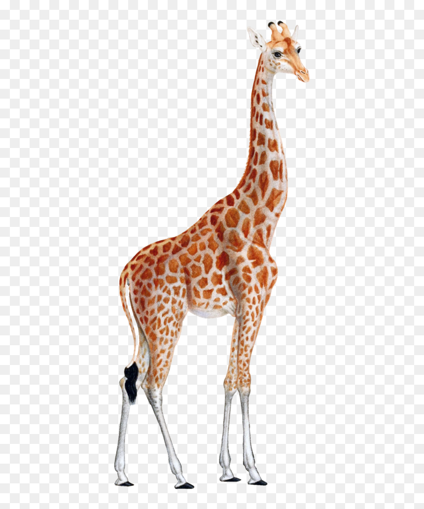 Vintage Giraffe Illustrations, HD Png Download - giraffe cartoon png
