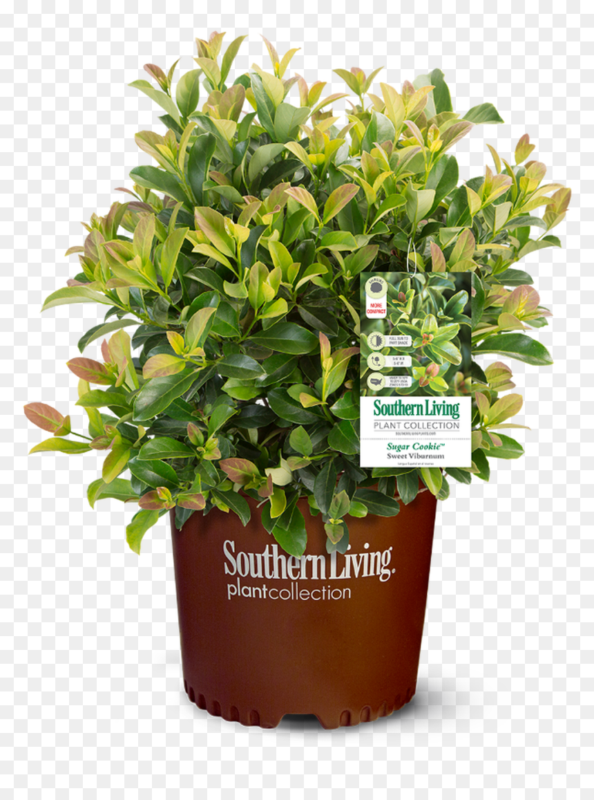 Sugar Cookie Sweet Viburnum, HD Png Download - sugar cookie png