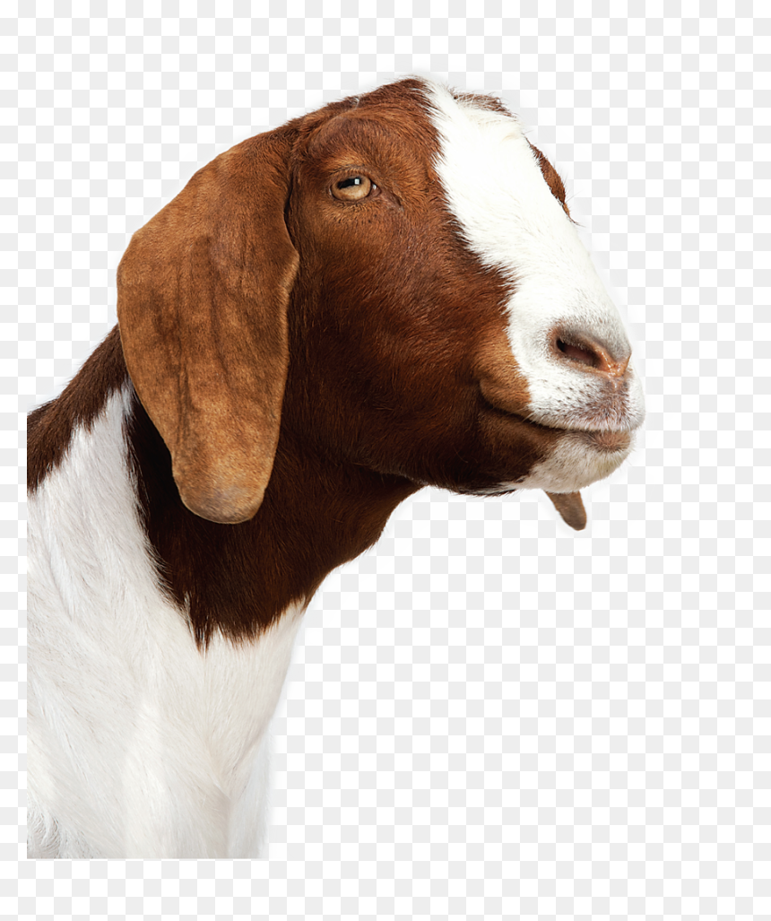 Baby Goat Png, Transparent Png - goat clipart png