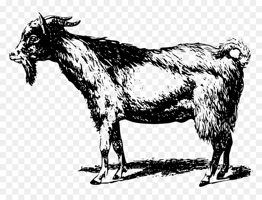 Goat, HD Png Download - goat clipart png