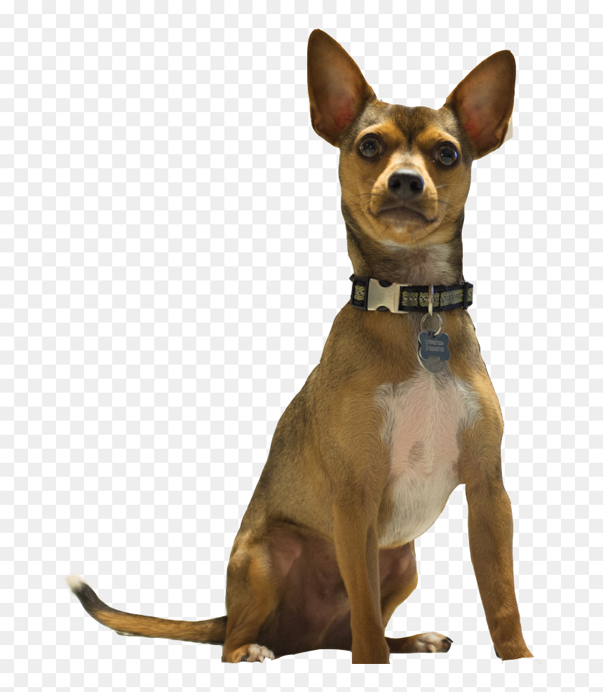 Companion Dog, HD Png Download - dog barking png