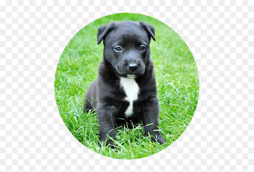 Dog Sitting On Grass, HD Png Download - dog barking png