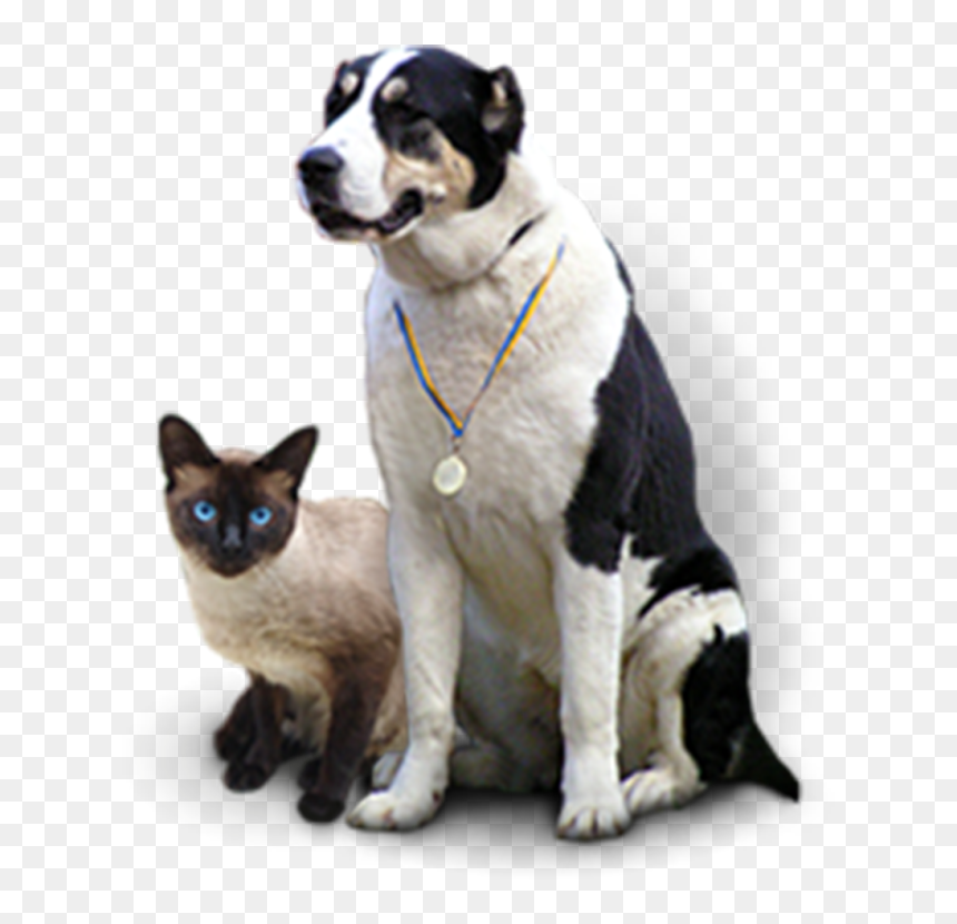 Cat Grabs Treat, HD Png Download - dog barking png