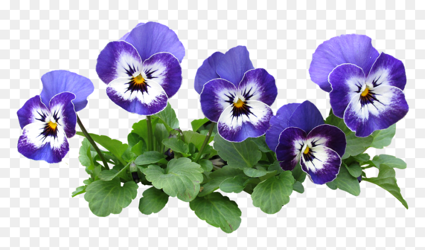 Pansy Flower Pot Transparent, HD Png Download - pansy png