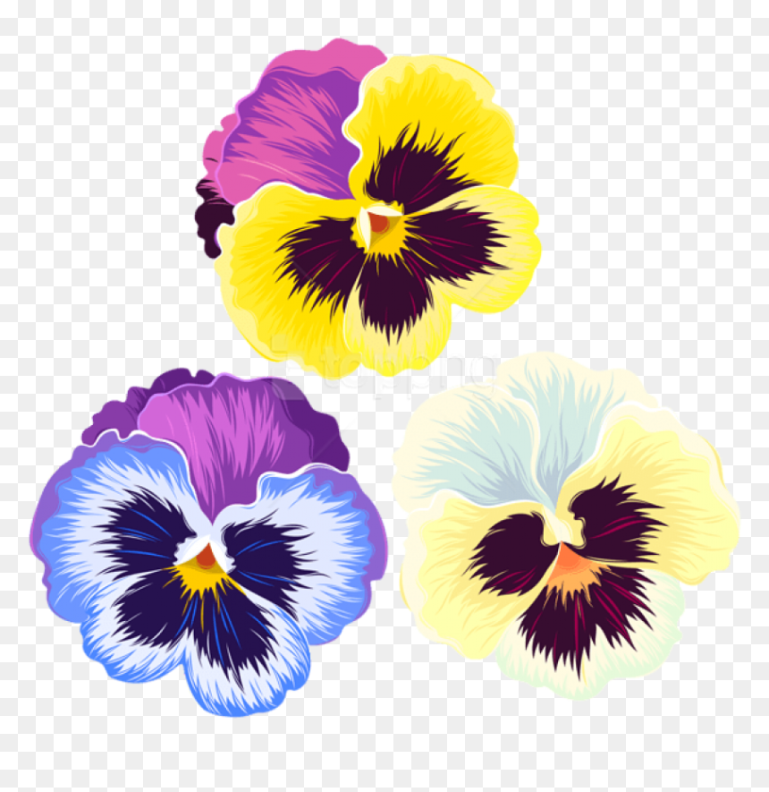 Transparent Pansy Clipart, HD Png Download - pansy png