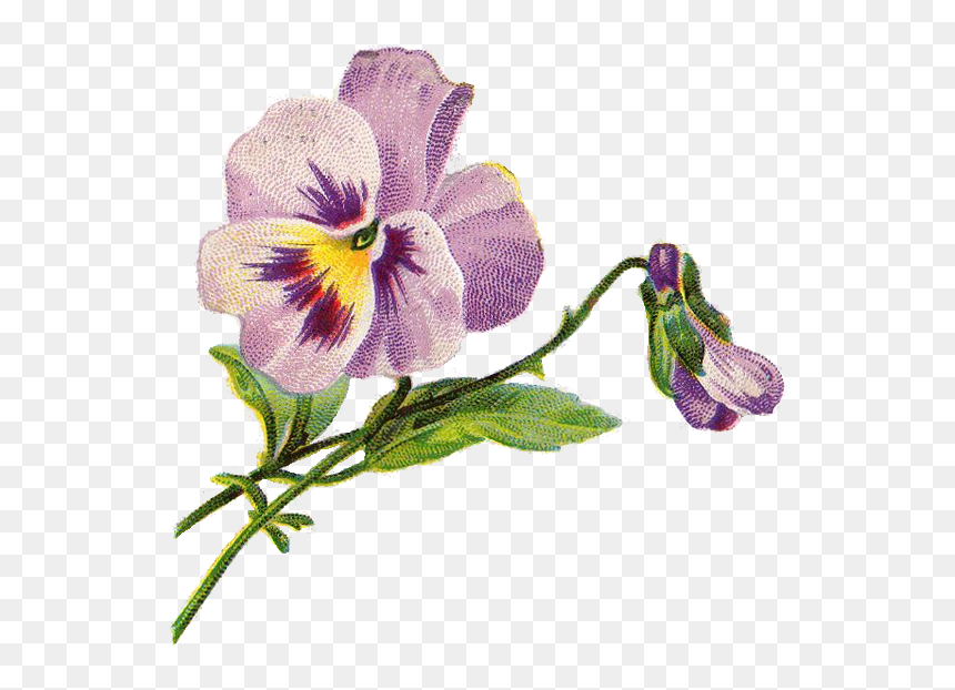 Violet Flower Vintage Illustration, HD Png Download - pansy png