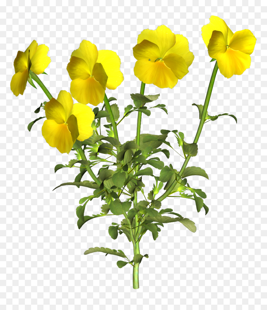Pansy Yellow Png, Transparent Png - pansy png