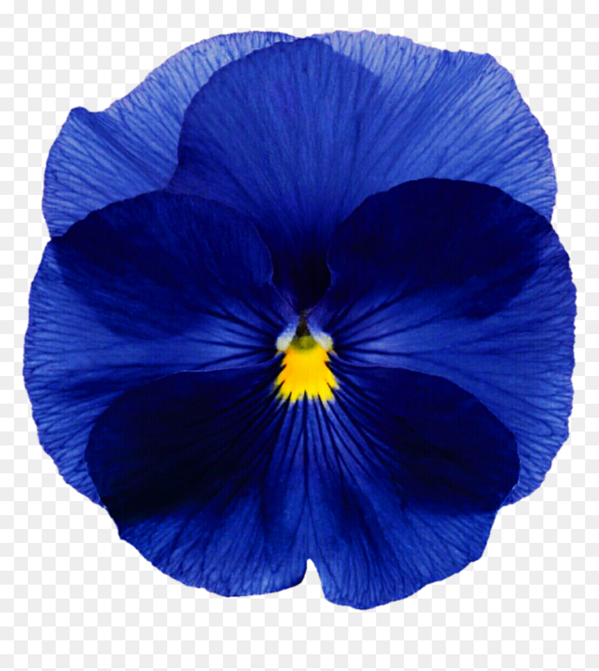 Pansy, HD Png Download - pansy png