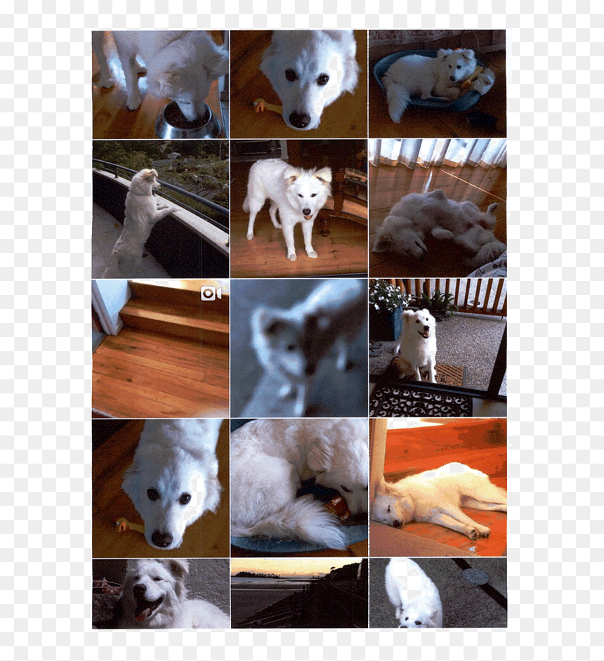 Pungsan Dog, HD Png Download - dog barking png