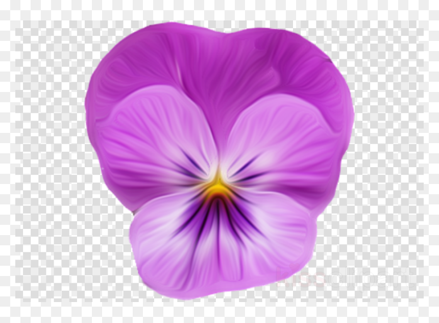 Imagenes De Botones Png, Transparent Png - pansy png
