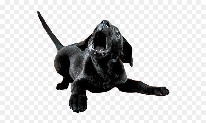 Dog Catches Something, HD Png Download - dog barking png
