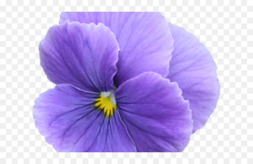 Pansy, HD Png Download - pansy png