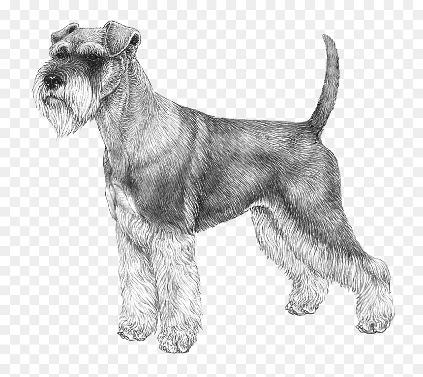 Norwegian Elkhound Outline, HD Png Download - schnauzer png