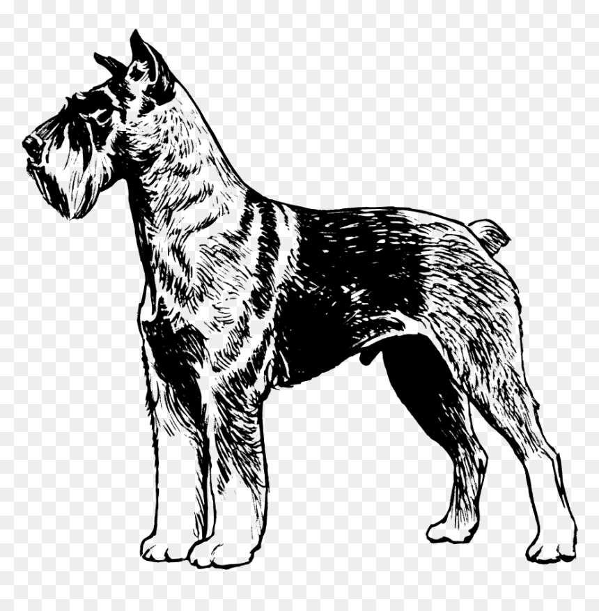 Great Dane Dog Vector Draw, HD Png Download - schnauzer png