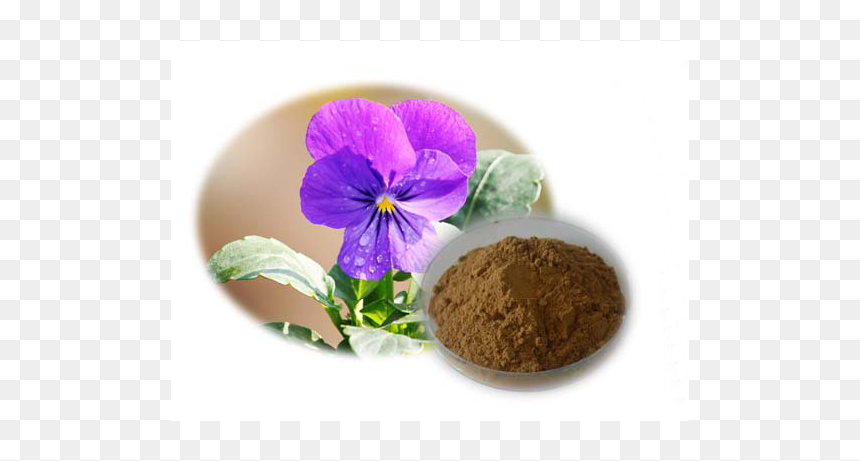 Pansy, HD Png Download - pansy png
