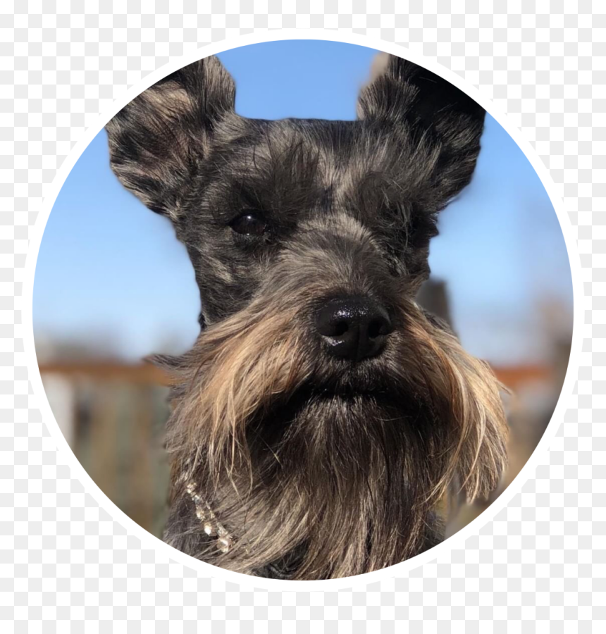Standard Schnauzer, HD Png Download - schnauzer png