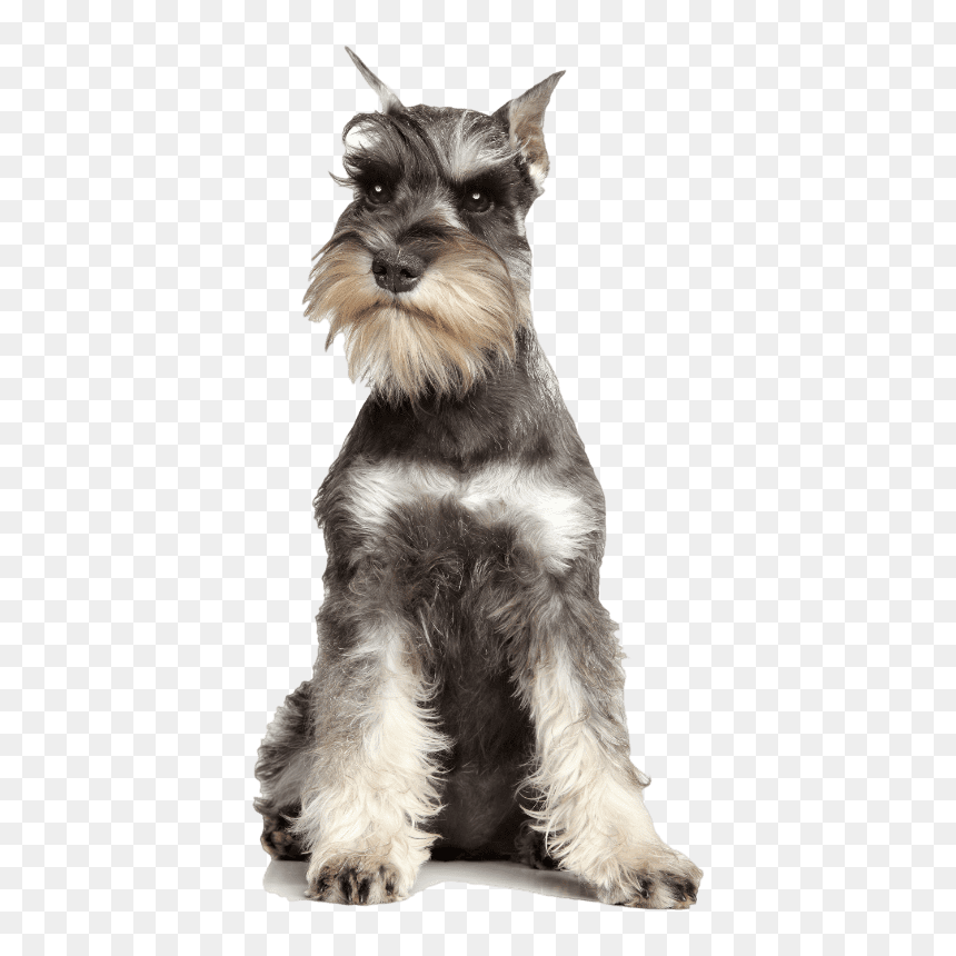 Giant Schnauzer Birthday Cards, HD Png Download - schnauzer png
