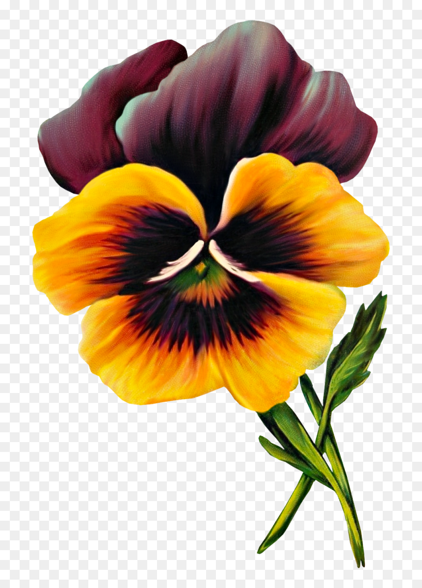 Vintage Pansy Art Free, HD Png Download - pansy png