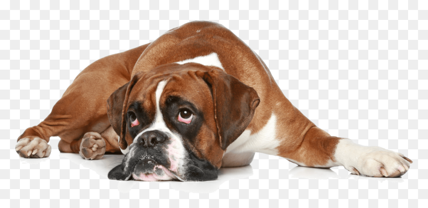 Boxer Dog Get Well, HD Png Download - schnauzer png
