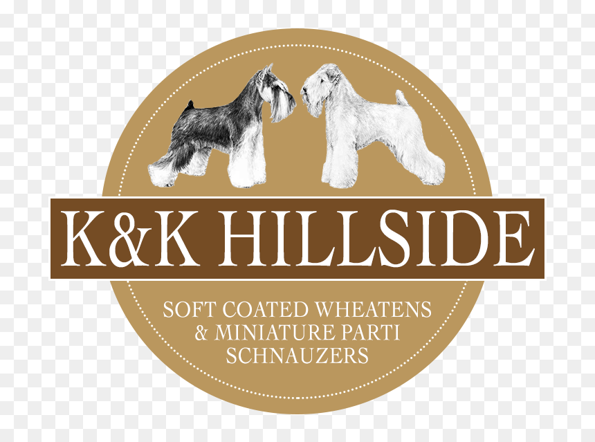 Standard Schnauzer, HD Png Download - schnauzer png