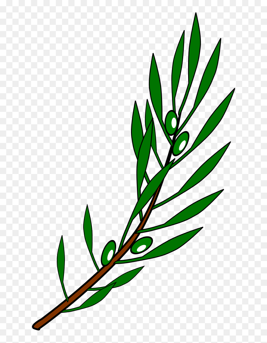 Olive Branch Drawing, HD Png Download - olive branches png