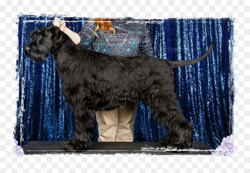 Hands Lifted In Praise, HD Png Download - schnauzer png