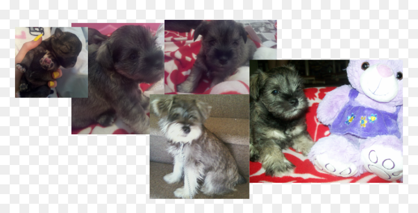 Miniature Schnauzer, HD Png Download - schnauzer png
