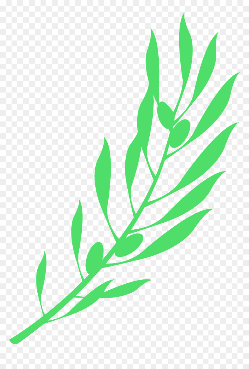 Clip Art, HD Png Download - olive branches png