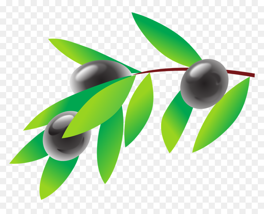 Olive Branches Png, Transparent Png - olive branches png