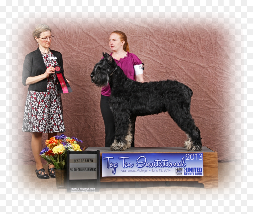 Schnauzer Png, Transparent Png - schnauzer png