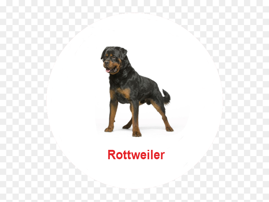 Schnauzer Png, Transparent Png - schnauzer png