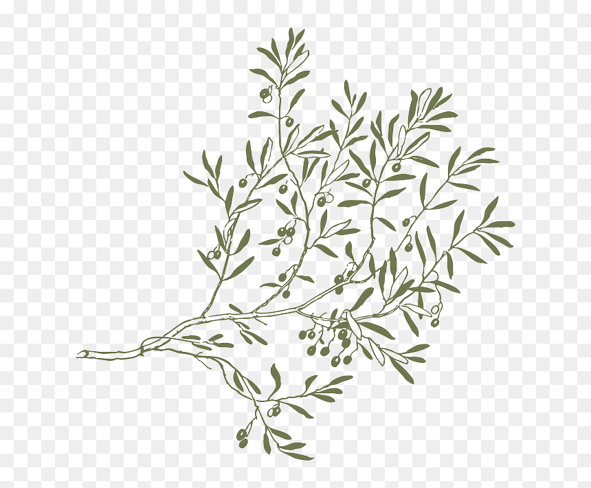 Olive Branches Png, Transparent Png - olive branches png
