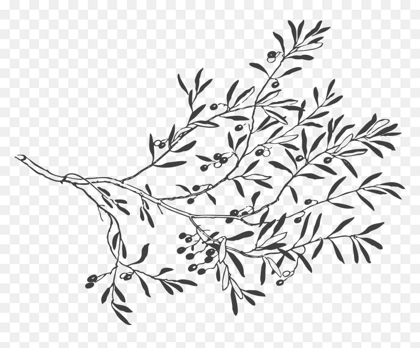Olive Branches Png, Transparent Png - olive branches png