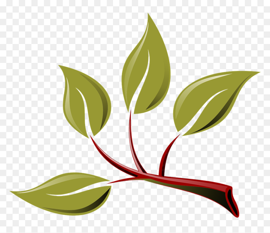 Olive Branches Png, Transparent Png - olive branches png