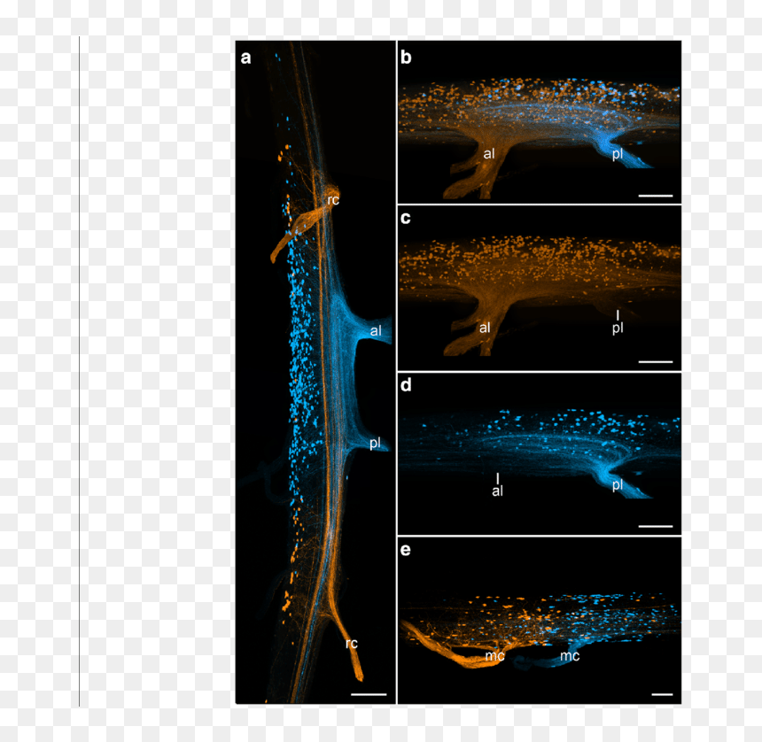 Graphic Design, HD Png Download - nerves png