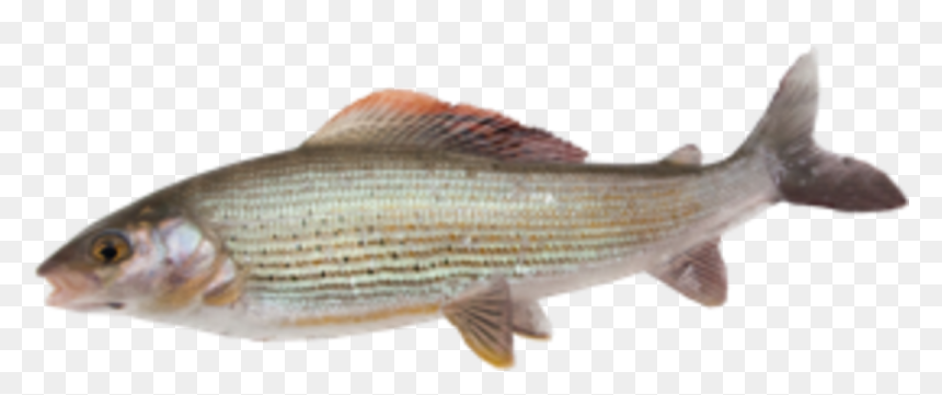 Striper Bass , Png Download - Striper Bass, Transparent Png - striper png