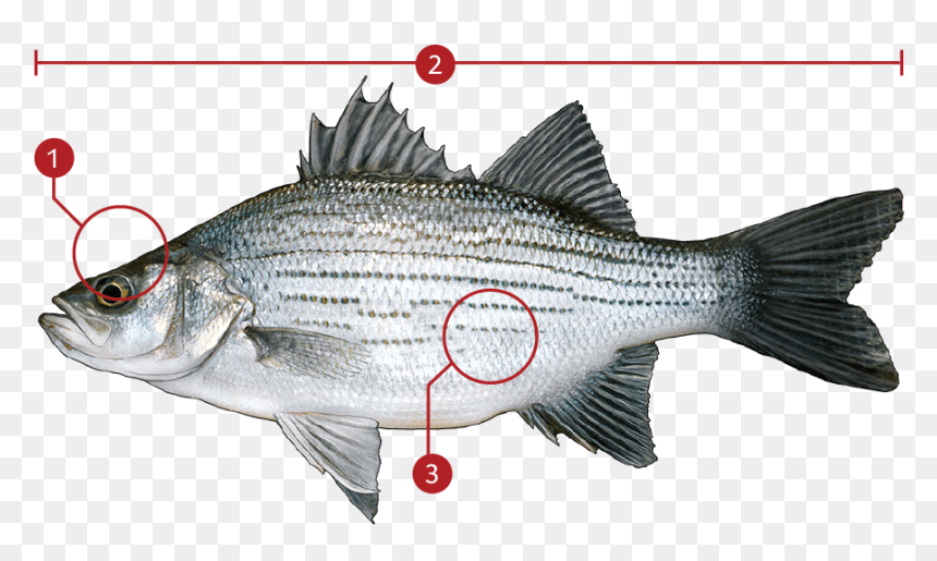 Transparent Striper Png - White Bass Png, Png Download - striper png