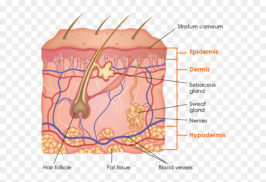 Physiology Griffin Row Epidermis - Structure Of The Skin, HD Png Download - nerves png