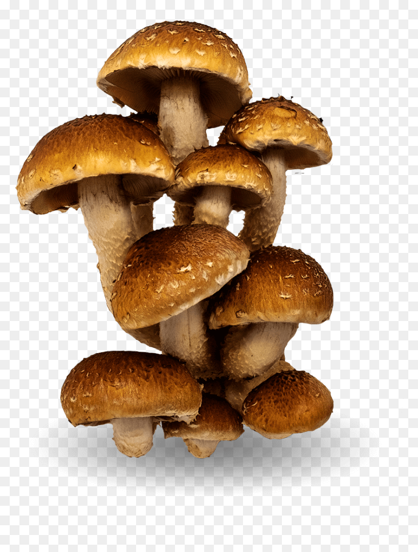 Penny Bun, HD Png Download - shrooms png