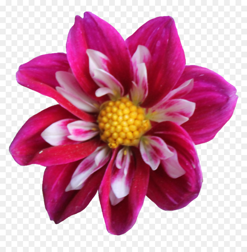 Dahlia Png Clipart - 15 Flowers Clipart, Transparent Png - dahlia png