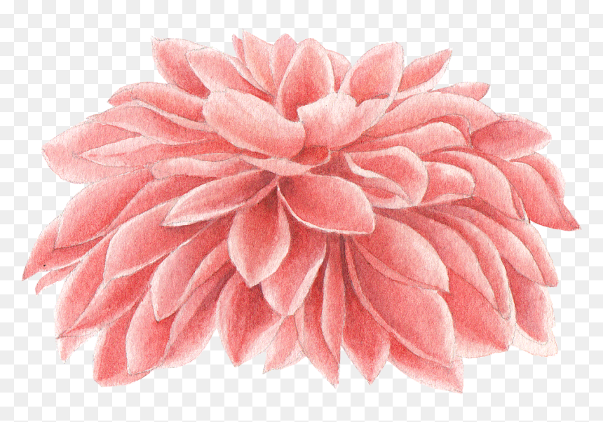 White Chrysanthemum Flower Branch Watercolor, HD Png Download - dahlia png