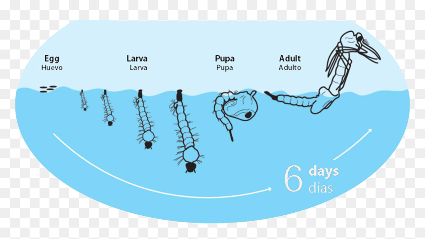 Ciclo De Vida Del Mosquito Tigre - Reproduccion Del Mosquito, HD Png Download - ice cicles png